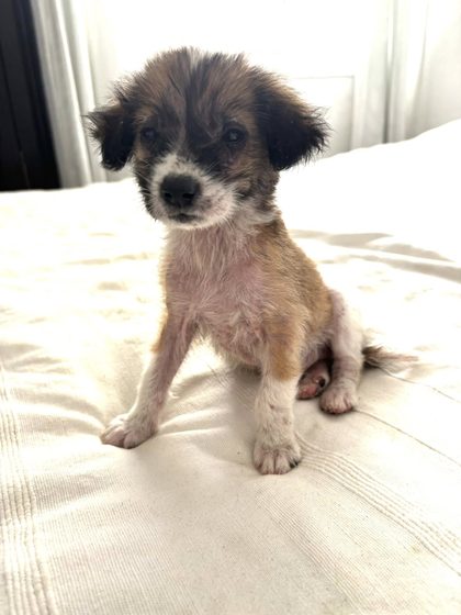 Abandoned Pup Longing For A Loving Home