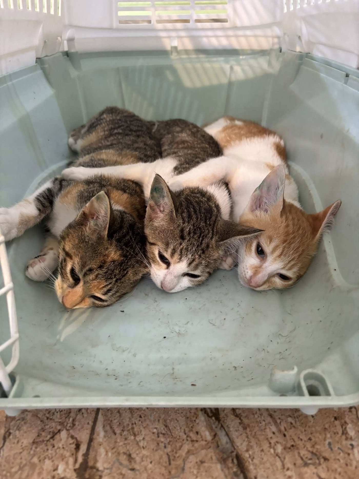 When a Community Pulls Together: A Sterilisation Day in Ville Noir