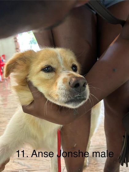 When a Community Pulls Together: A Sterilisation Day in Ville Noir
