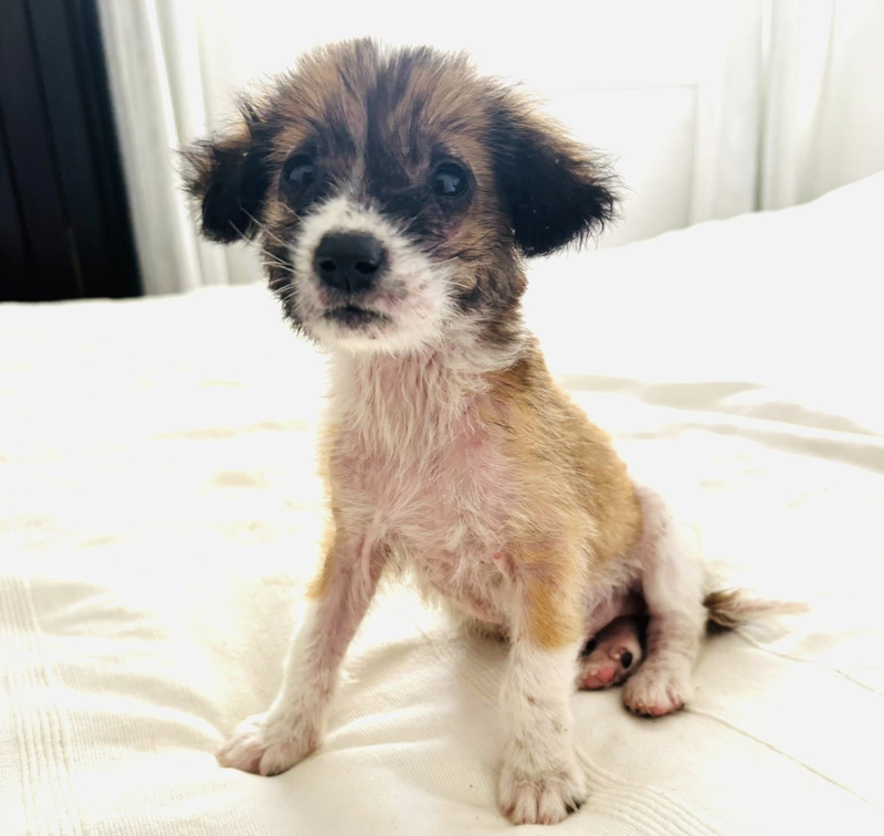 Abandoned Pup Longing For A Loving Home