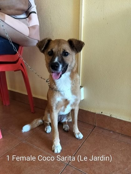 Quiet Work, Lasting Impact: Thirteen Dogs Sterilised