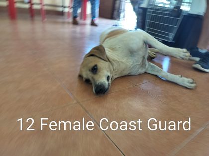 Quiet Work, Lasting Impact: Thirteen Dogs Sterilised