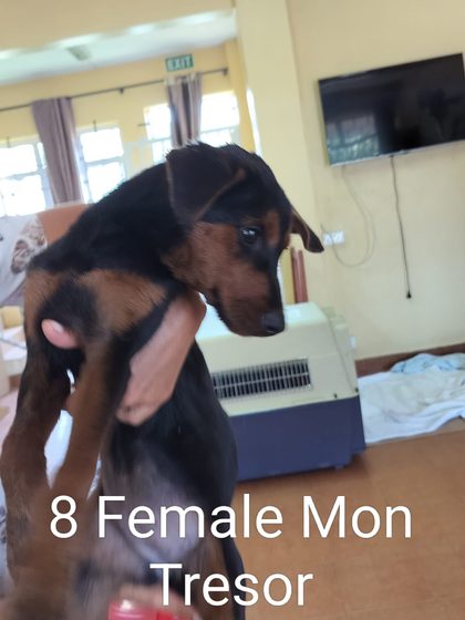 Quiet Work, Lasting Impact: Thirteen Dogs Sterilised
