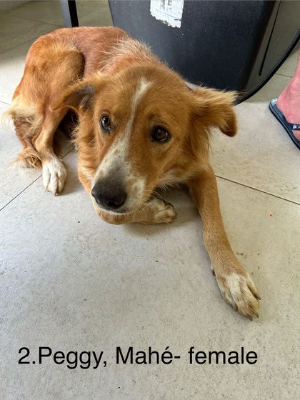 Twelve Dogs, One Day, and a Long-Awaited Catch