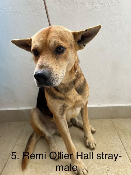 Twelve Dogs, One Day, and a Long-Awaited Catch