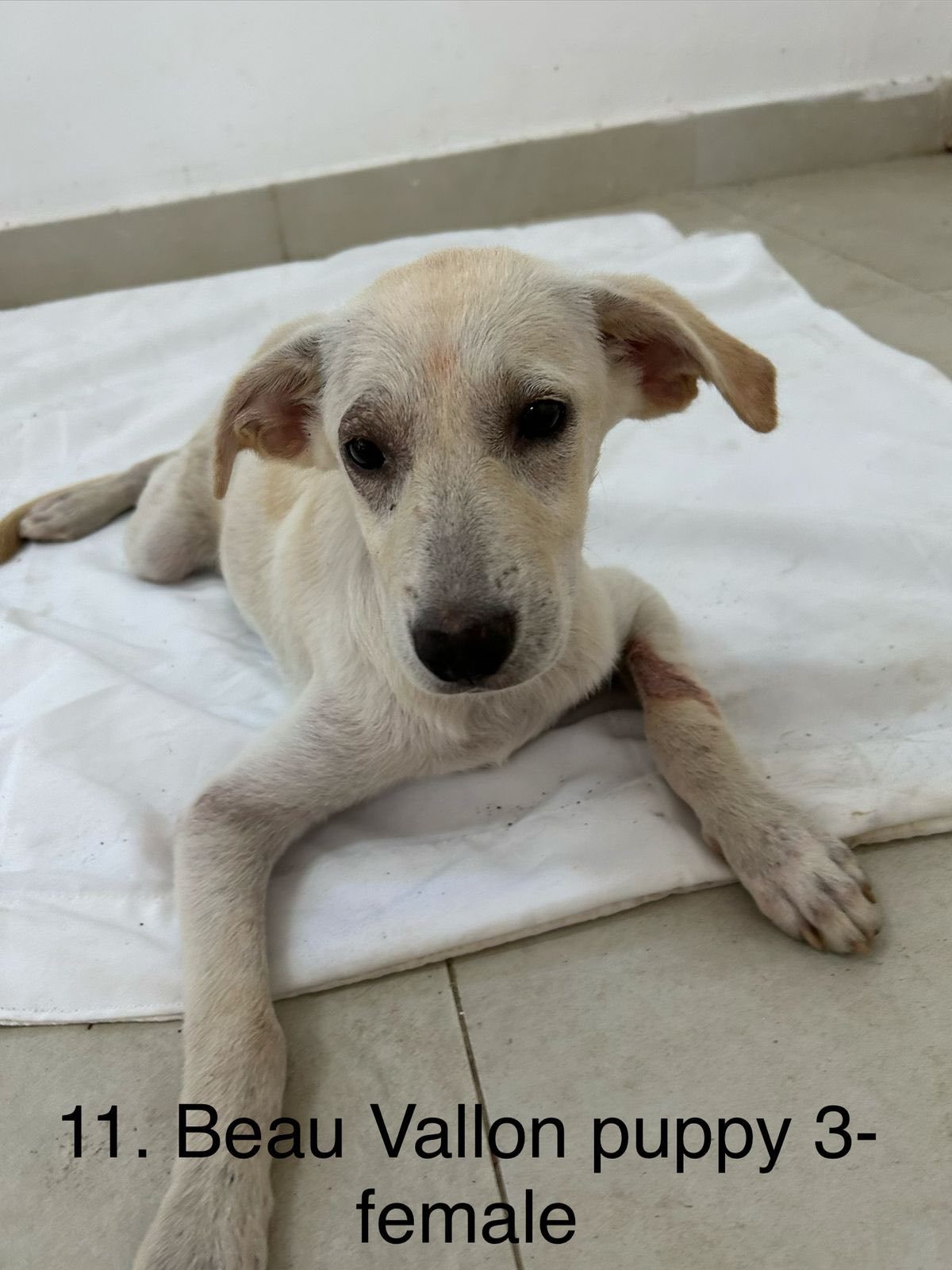 Twelve Dogs, One Day, and a Long-Awaited Catch