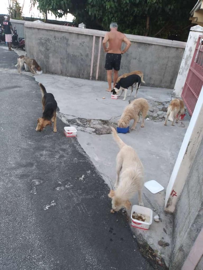 Feeding blue bay strays