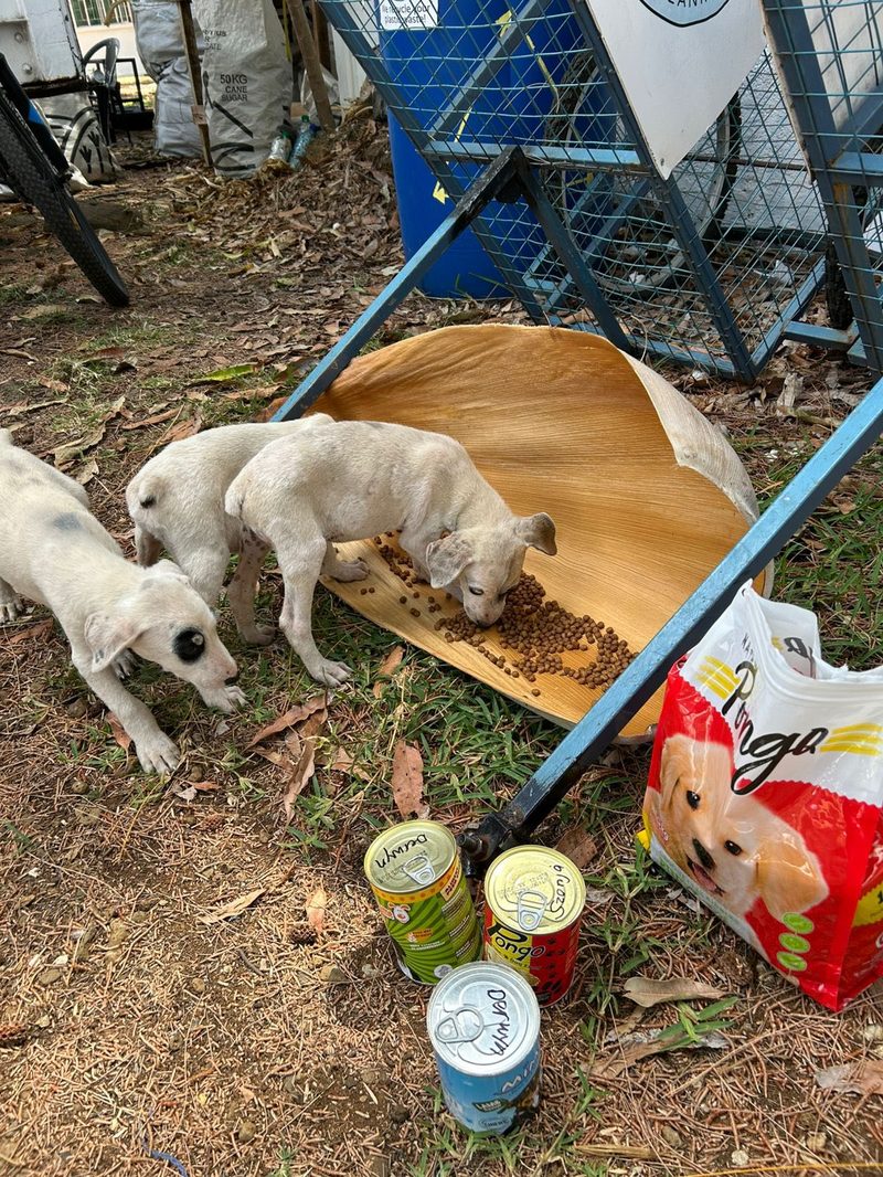 Feeding Today, Preventing Tomorrow