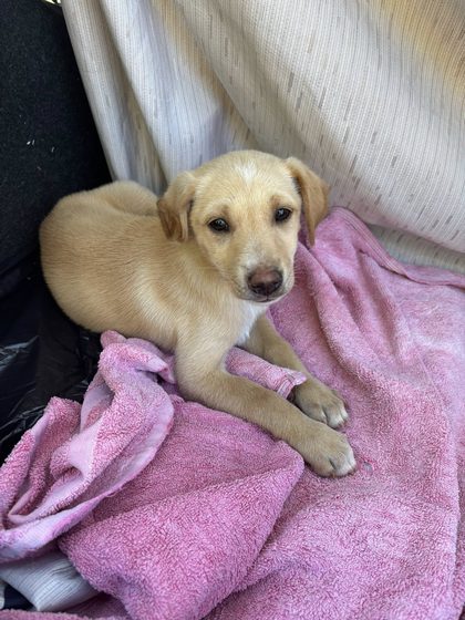 A Week on the Ground: Rescue, Care, and Reality