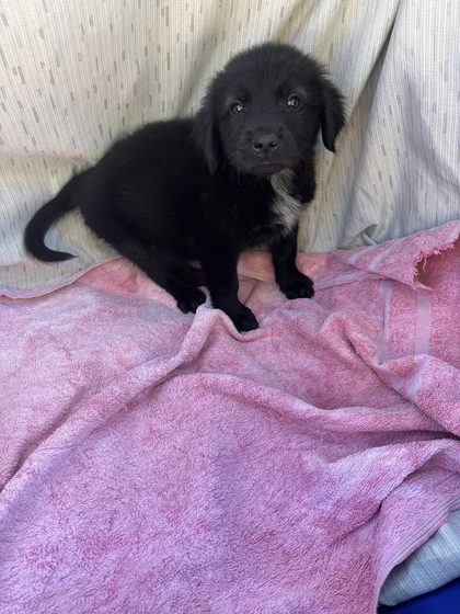 A Week on the Ground: Rescue, Care, and Reality