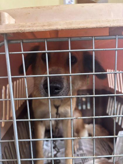 A Week on the Ground: Rescue, Care, and Reality