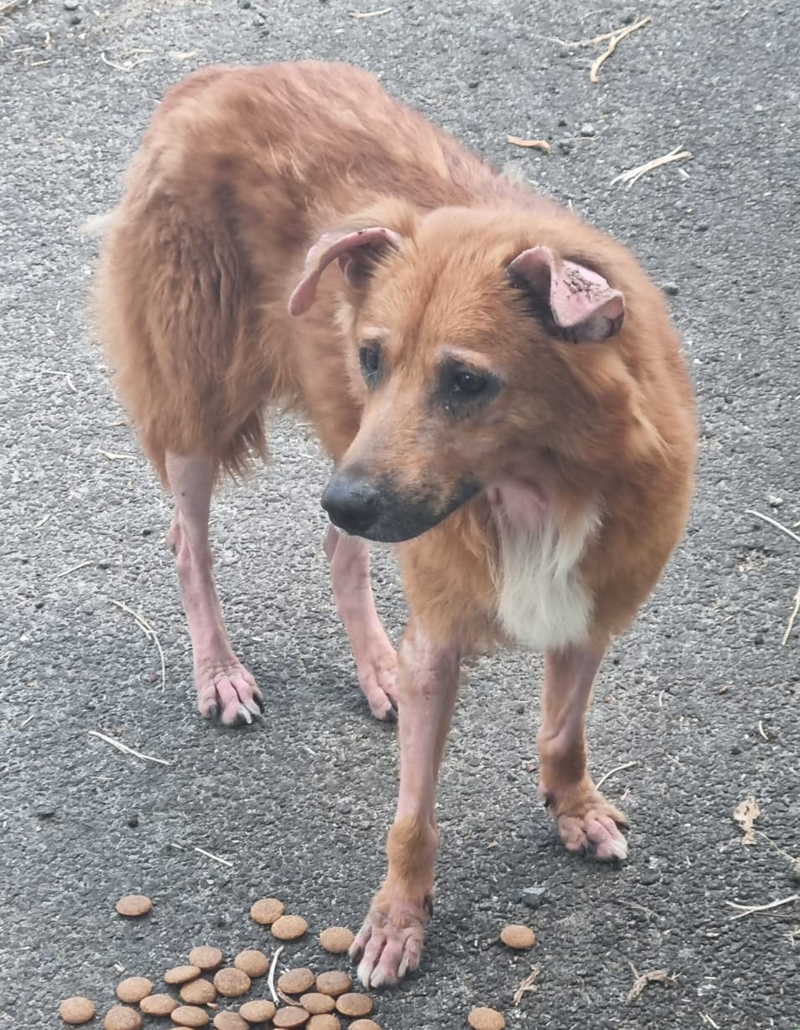 Foxy: From Scruffy Street Dog to Healthy Stray