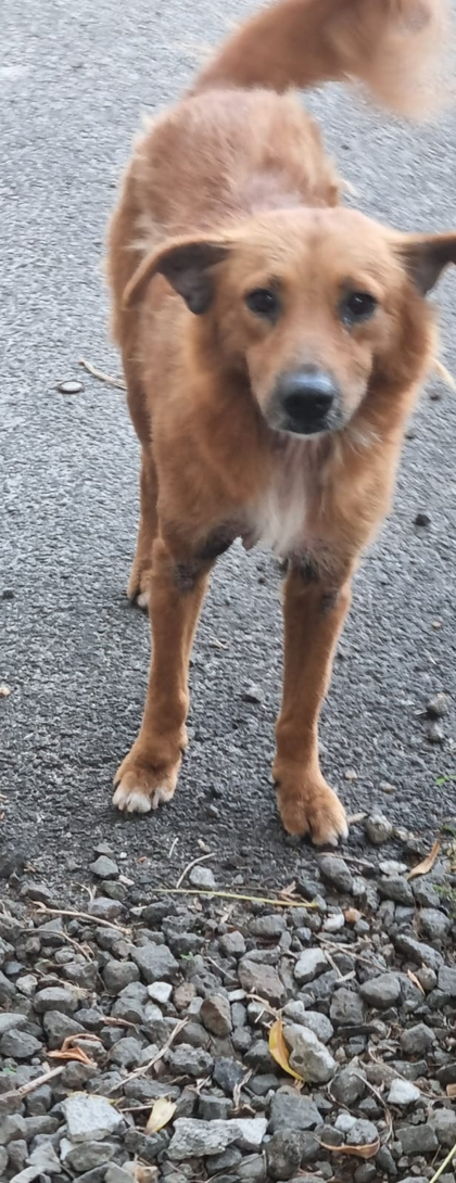Foxy: From Scruffy Street Dog to Healthy Stray