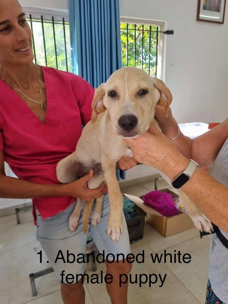 Pale yellow puppy held up by two people, one in pink scrubs, indoors