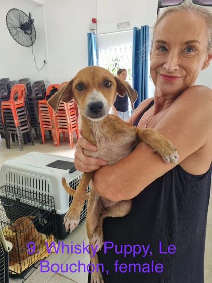 Tan puppy held by a woman indoors, with stacked chairs and a dog crate nearby