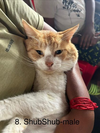 19 Animals Sterilised in One Day at Cité La Chaux
