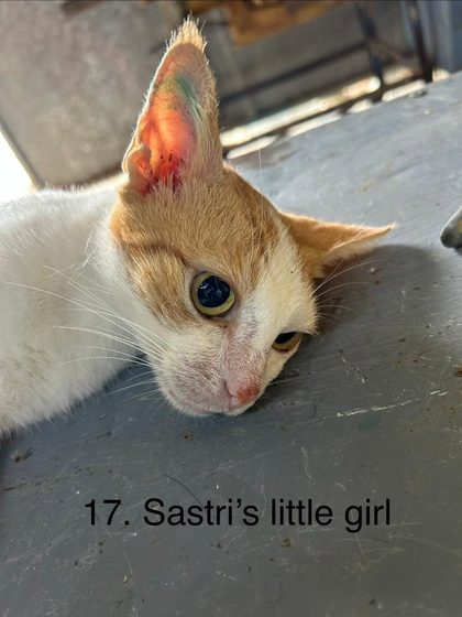 19 Animals Sterilised in One Day at Cité La Chaux