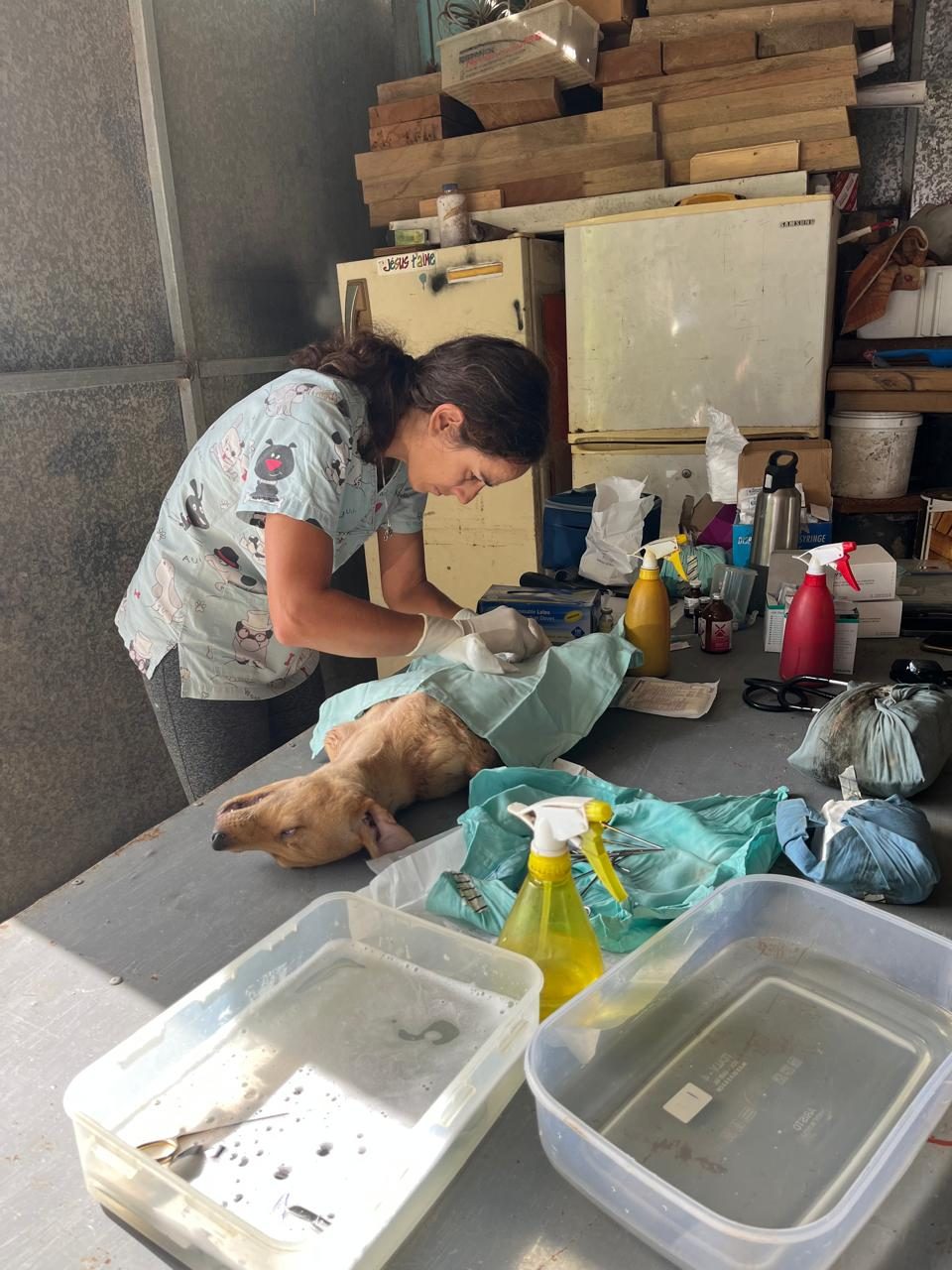 Woman in scrubs performs surgery on a sedated dog on a table surrounded by supplies