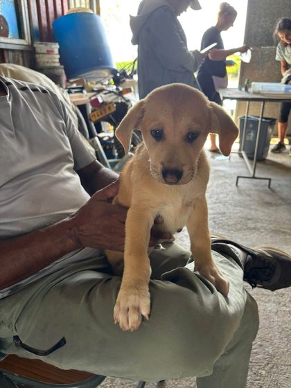 Tan puppy held on a person's lap with people and tables in the background