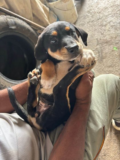 Black and tan puppy held belly-up in a person's hands near a stack of tires