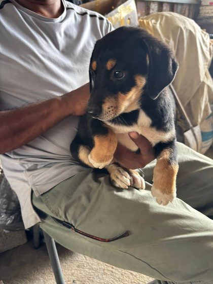 Black and tan puppy held on a person's lap while seated outdoors