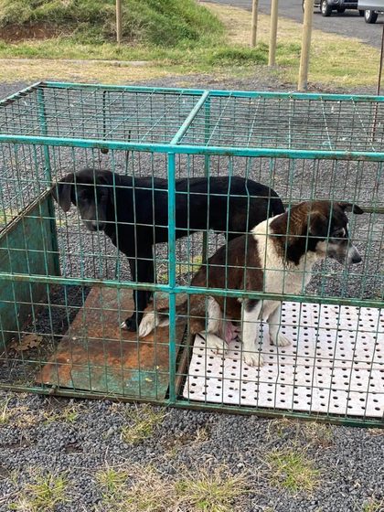 Two dogs, one black and one brown-and-white, standing in a metal wire cage outdoors