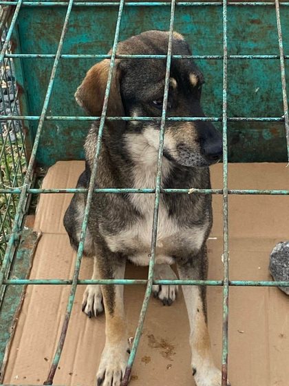 Dog with black and tan fur sitting on cardboard inside a wire cage