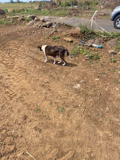 Brown and white dog walking across a dirt lot near a parked vehicle