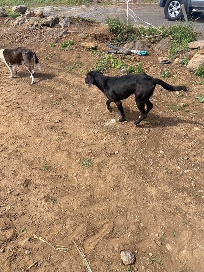Black dog and a brown-and-white dog walking on dirt ground near a parked car
