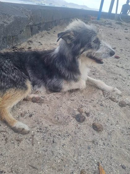 Dog with grey and tan fur lying on sand near a stone wall