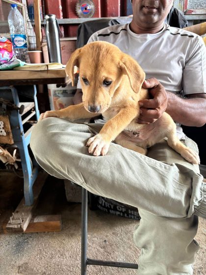 Tan puppy held on a man's lap in a workshop with tools and a water bottle nearby