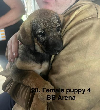 Tan and black puppy held against a person's chest, text overlay reads "20. Female puppy 4 BB Arena