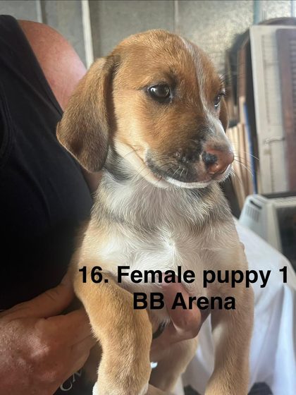 Tan and white puppy with floppy ears held in a person's arms indoors