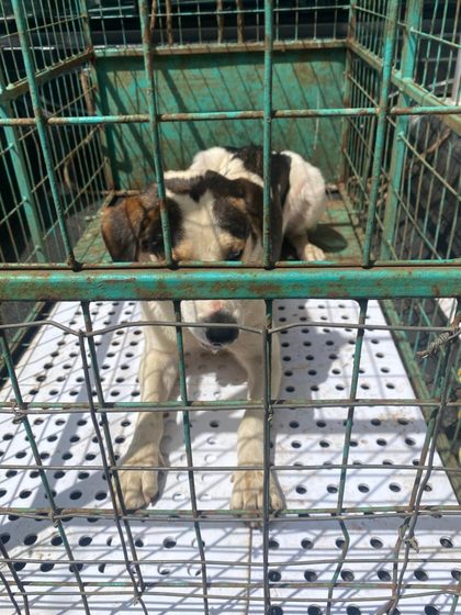 White and brown dog lying inside a metal wire cage with a perforated plastic floor