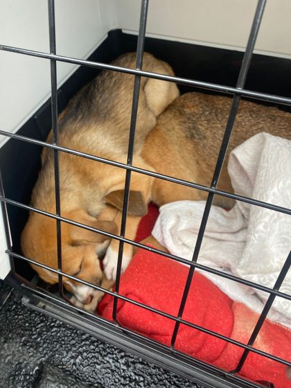 Two tan dogs sleeping in a wire crate on a red blanket