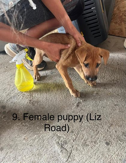 Tan puppy held by the scruff on concrete, with a yellow spray bottle and crate nearby