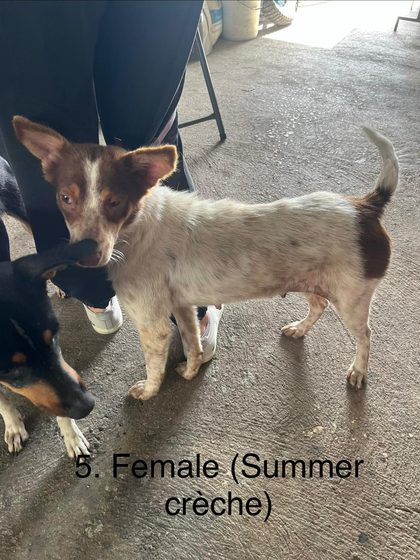 White and brown speckled dog standing near a black and tan dog on a concrete floor