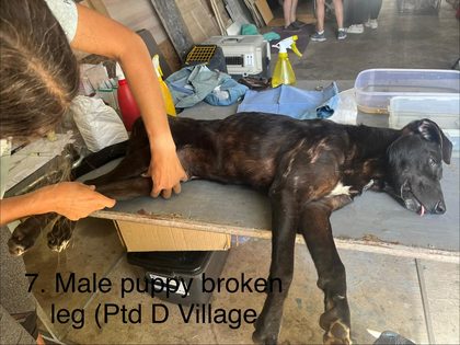 Brindle puppy lying on a table with a person examining its leg near storage bins and supplies