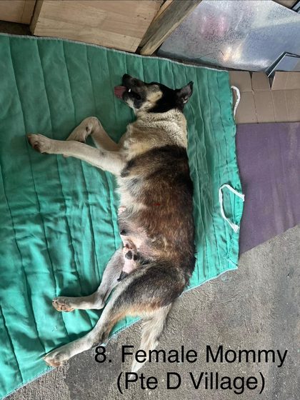 Dog with a healing spay incision lying on her back on a green mat