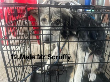 Grey and white shaggy dog looking through the bars of a wire crate