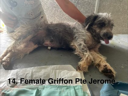 Wiry-haired dog lying on a table with a person in scrubs standing behind, text overlay reads "14. Female Griffon Pte Jerome