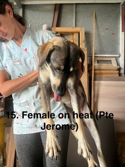 Person in scrubs holding up a tan and black dog with tongue out in a storage room