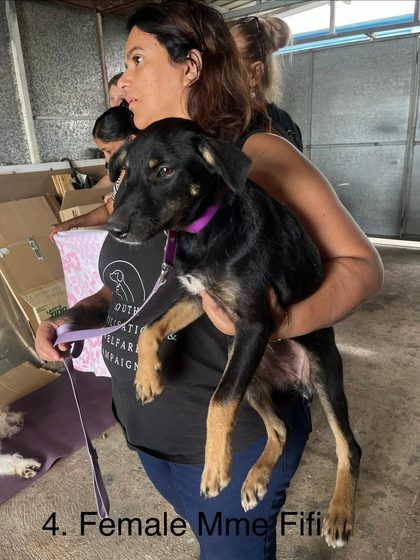Woman holding a black and tan dog with a purple leash inside a shelter