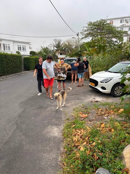 Dog standing on a residential street beside a group of people and parked cars