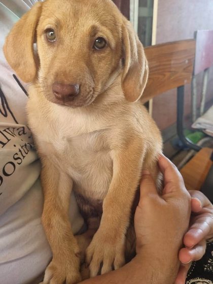 Tan puppy with floppy ears held upright by a person's hands
