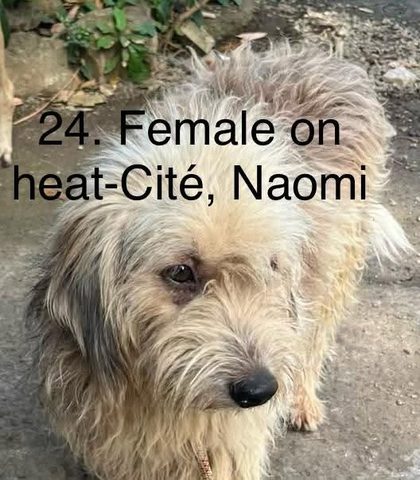 25 animals sterilised in Cité La Chaux