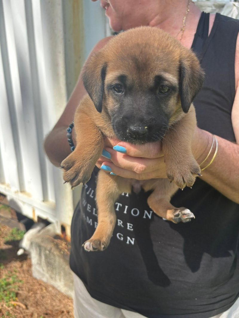 A busy week in Blue Bay: rescues, sterilisations and a fundraiser