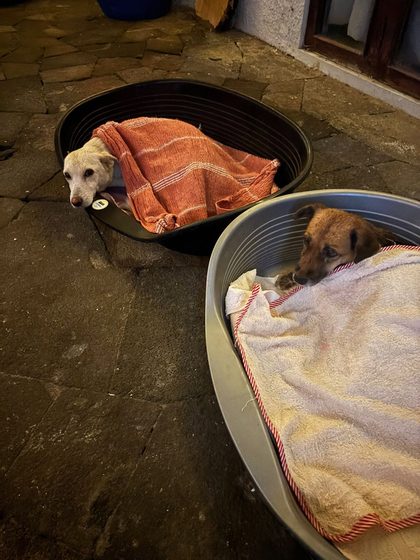 A busy week in Blue Bay: rescues, sterilisations and a fundraiser