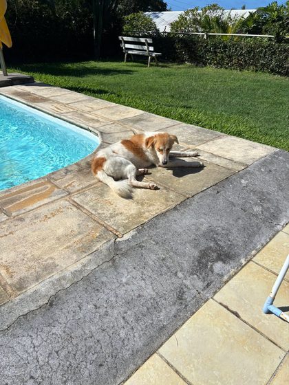 A busy week in Pointe d'Esny: sterilisations, a rescue, and new homes