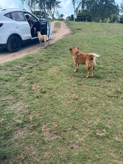 A busy week in Pointe d'Esny: sterilisations, a rescue, and new homes